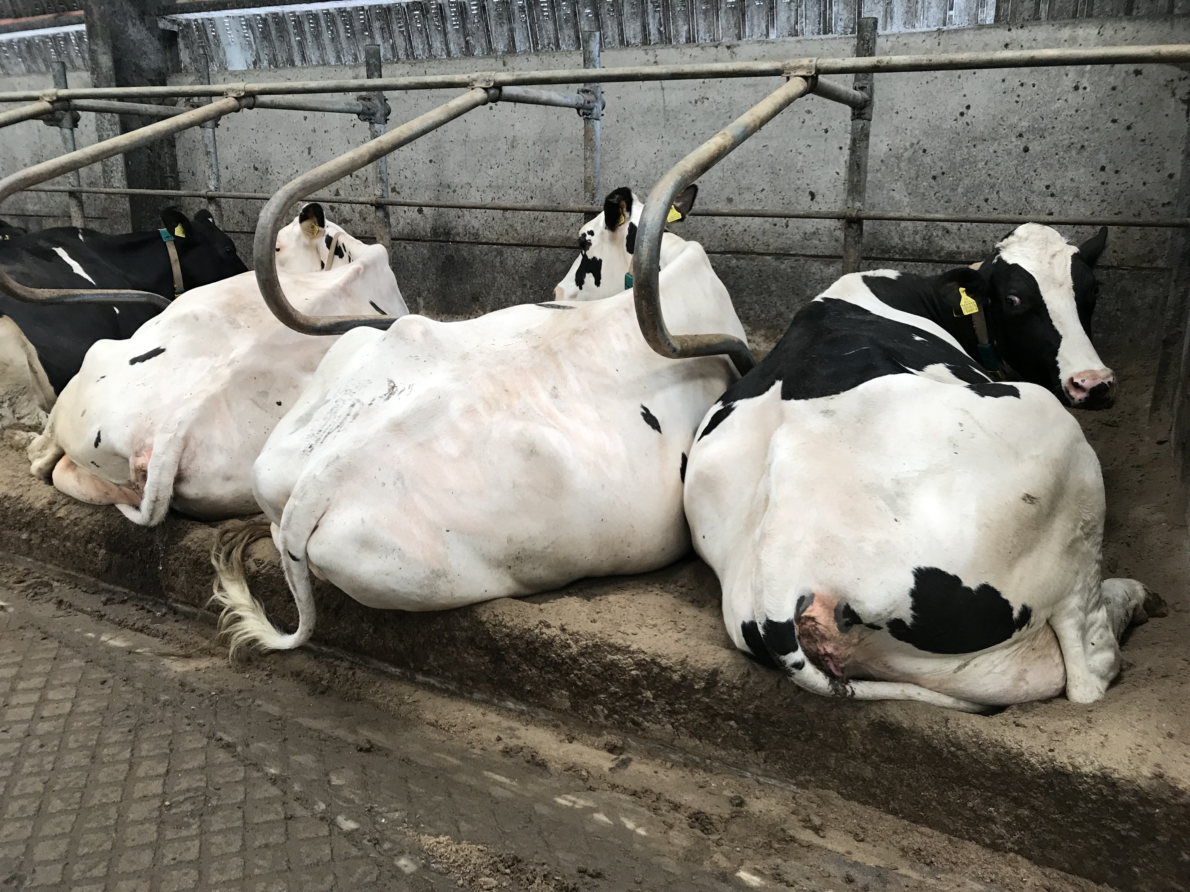 Post Mounted C50 stalls - Comfy Cows