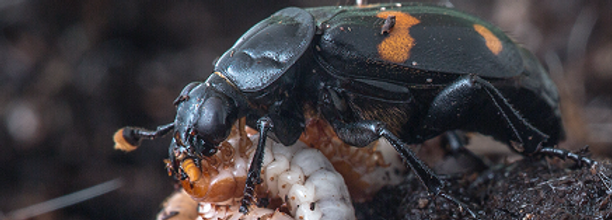 jena beetle.png