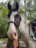 Our horses have character