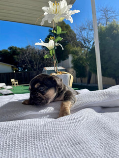 puppy05-22.jpeg