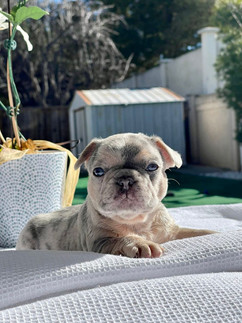 puppy01-22.jpeg