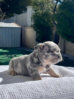 puppy03-22.jpeg