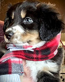 Blk Tri Female 3.jpg