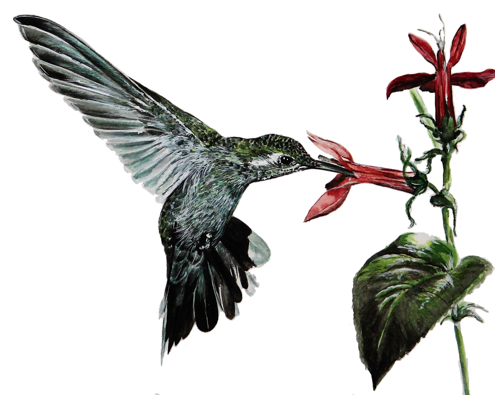 "HUMMINGBIRD"