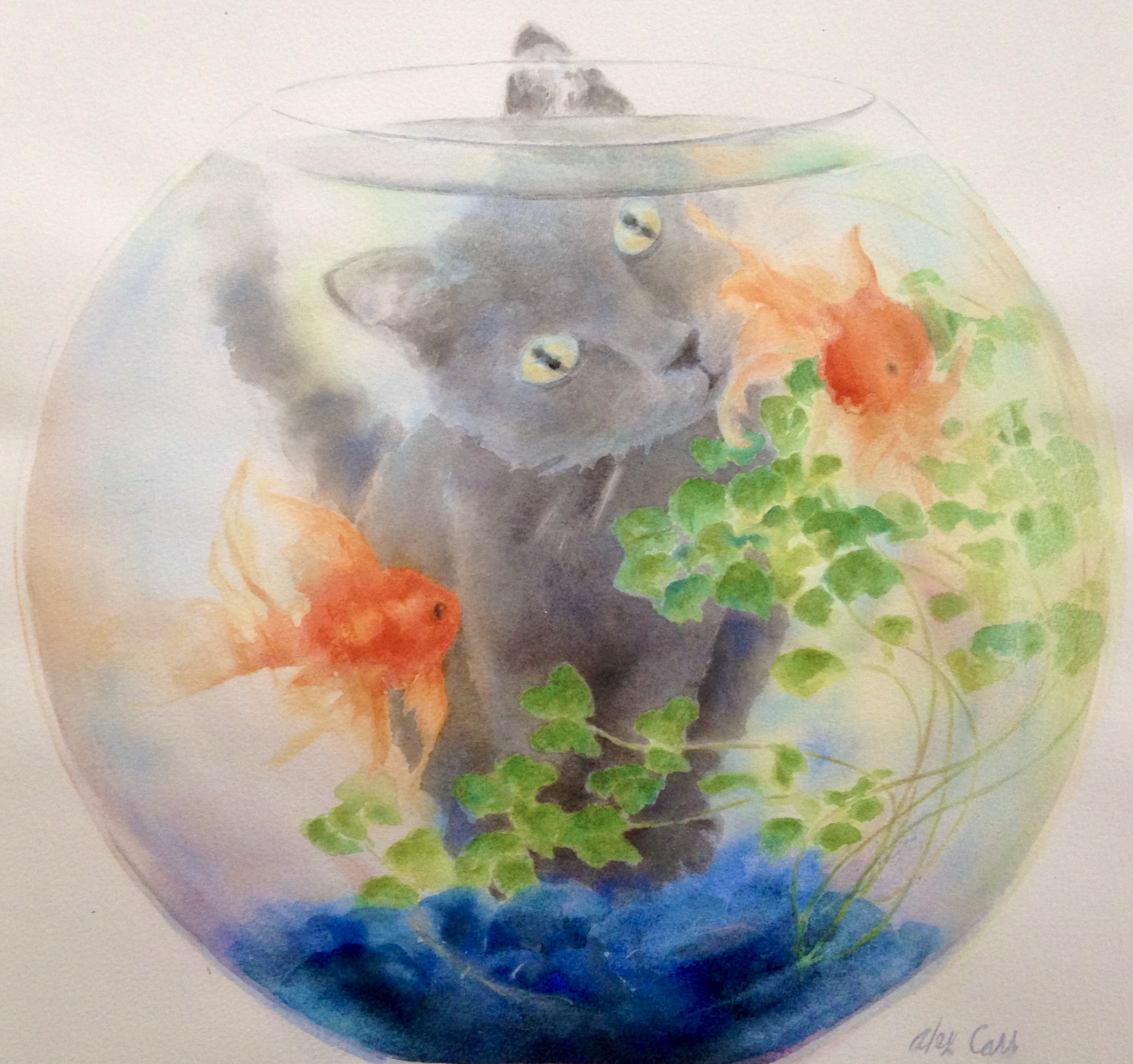 Mesmerized (goldfish bowl)