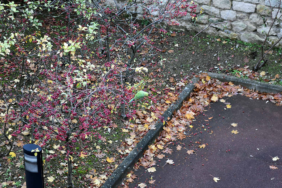 DSC_2042.jpg