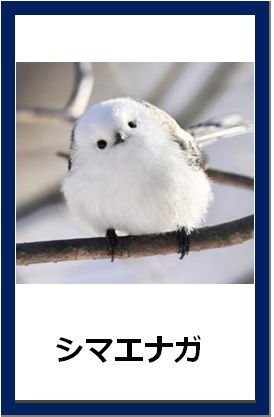 シマエナガカード
