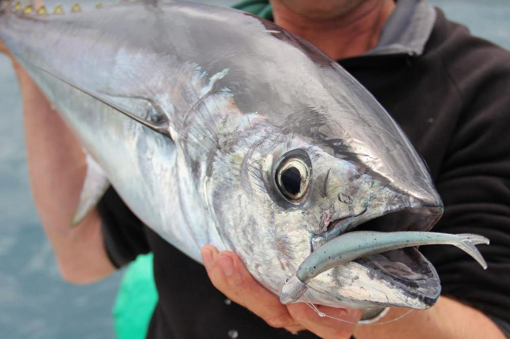 How to Catch Longtail Tuna on Soft Plastics Gobblers Lures Blog