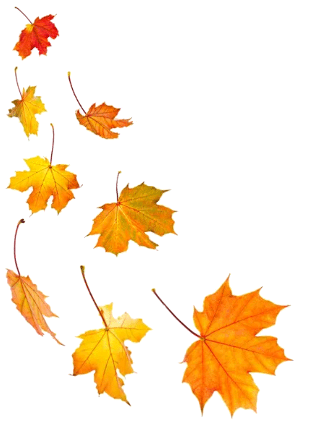Fall-Leaves_WEB.gif