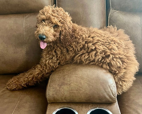 A puppy sitting on a couch.