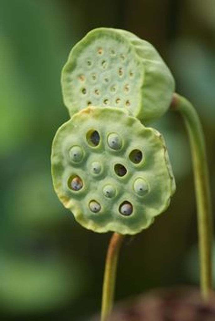 Close-up photograph of a green lotus seed pod with shallow depth of field