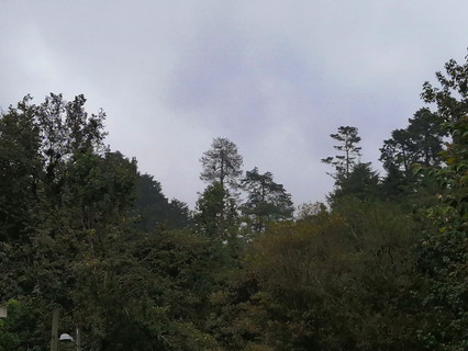 Tankas de primavera