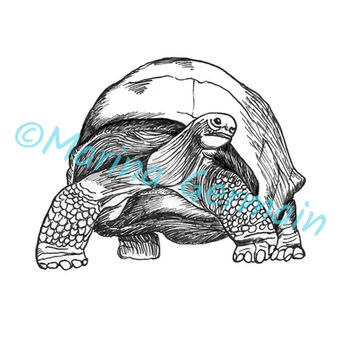 Illustration Riesenschildkröte