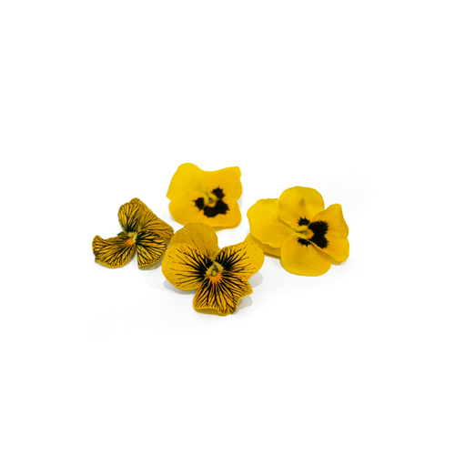 Thumbnail: Freeze Dried Edible Violas/Pansies