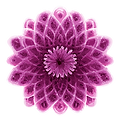 Hippi-Qi-simple-logo Pink.png