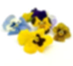Freeze Dried Edible Viola for cakes, cocktails and desserts