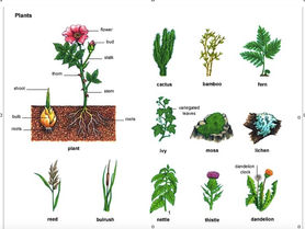 Names of plants
