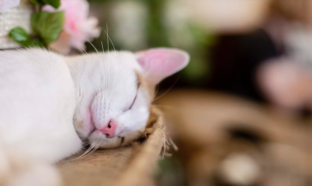 Screen Shot 2019-08-10 at 22.23.25.png