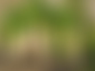 だいこん掘ったよ〜❗