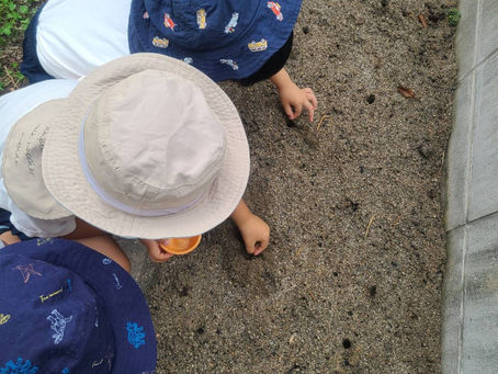 大きくなってね🌱