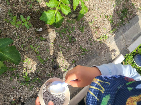 大きくなぁれ🌱