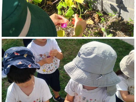アサガオの色水実験🧪