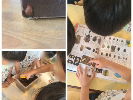 カブトムシ😴💤