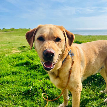 Labrador dog on the field on a sunny day