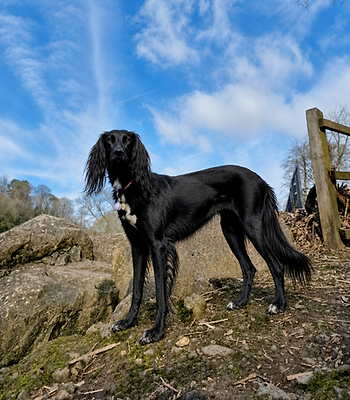 Dog standing on a mountain