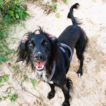 Sandy beach and a scruffy dog