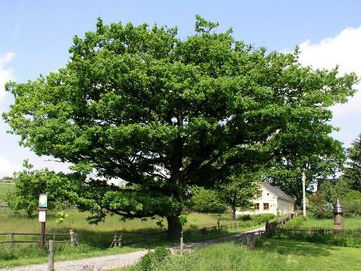 Památné stromy MSK v mobilu