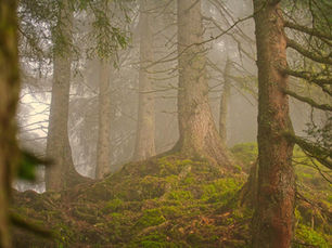 Začínáme! LIFE Model Forest odstartoval