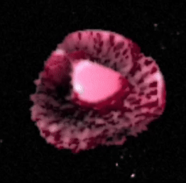 trappist 1hb new.gif