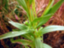 Solidago ohionensis.jpg