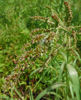 Echinochloa crus-galli.JPG