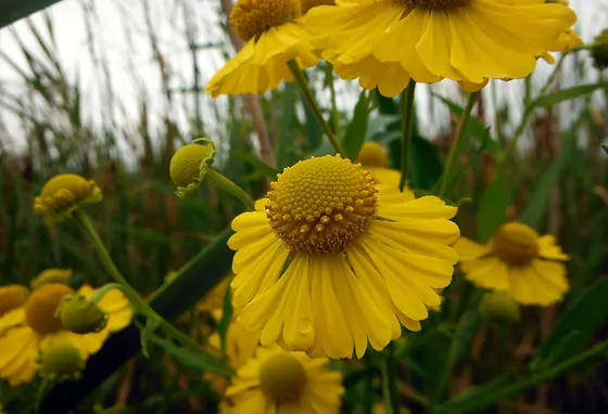 indiana dunes plant guide helenium