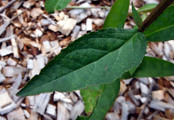 Lobelia cardinalis leaf
