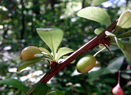 Japanese Barberry