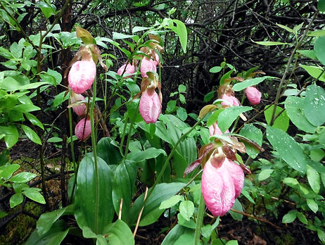 Cypripedium acaule