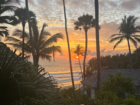 Rain Gardens: The Stormwater Solution Your Backyard