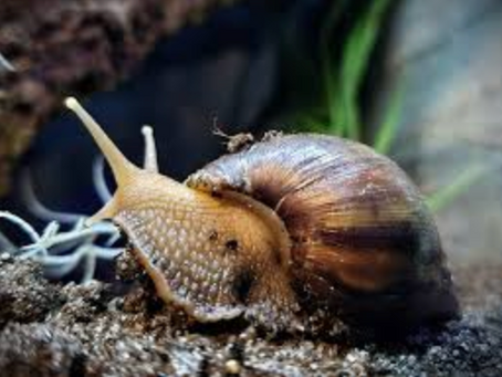Invasive Species in Hong Kong