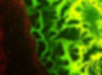 Glue tissues with smart adhesives