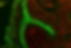 Tissue-Hydrogel interactions