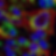 Gold nanoparticles internalization
