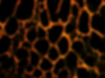 Hydrogel doped with Gold Nanobeacons