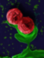 The miRNA bouquet