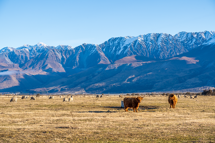 Mt Cook Stn-200717-63.png