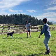 gff_pup training-2.jpeg