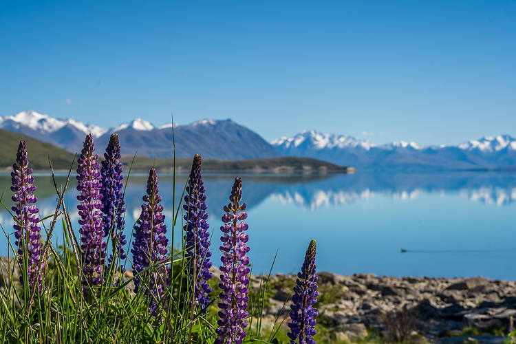 lupins with lake tekapo in the background