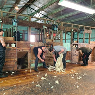 gff-shearing-1.jpeg